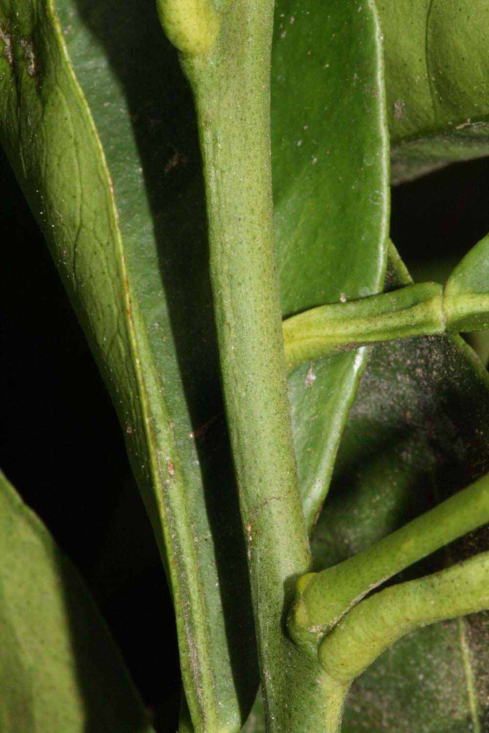            First year twig (Riverside, CA)   